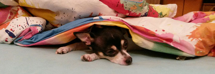 Chihuahua unter der Decke